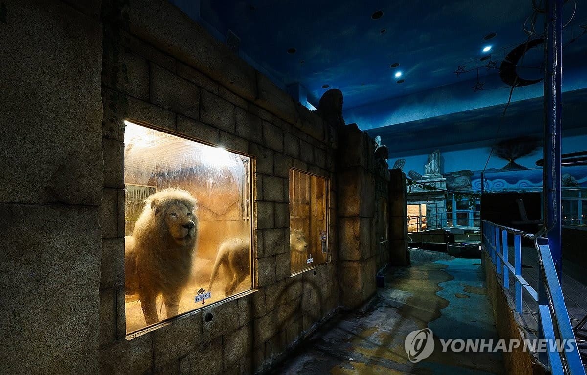 17일 대구 수성구 A 동물원 사육장 안에서 백사자 한 쌍이 유리창 밖을 바라보고 있다. / 연합뉴스