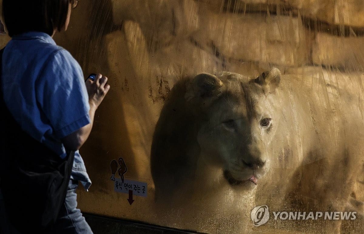 대구 수성구 A 동물원 사육장 안에서 백사자가 유리창 밖을 바라보고 있다. / 연합뉴스