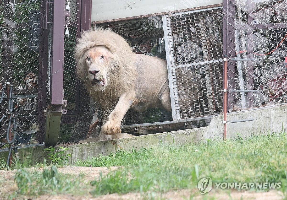대구 달성군 스파밸리 네이처파크 동물원에서 수성구 실내 동물원에서 이송된 백사자가 야외 방사장에 첫발을 내딛고 있다. / 연합뉴스