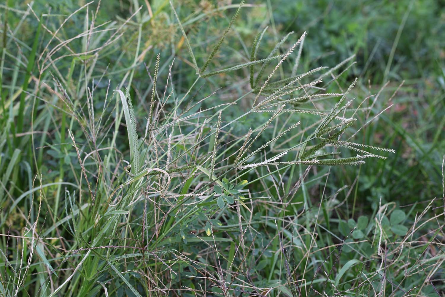 왕바랭이 / 국립생물자원관