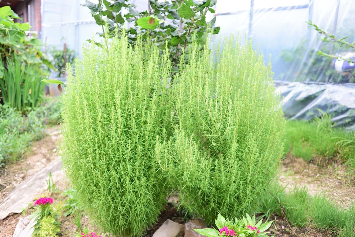 댑싸리 / 국립생물자원관