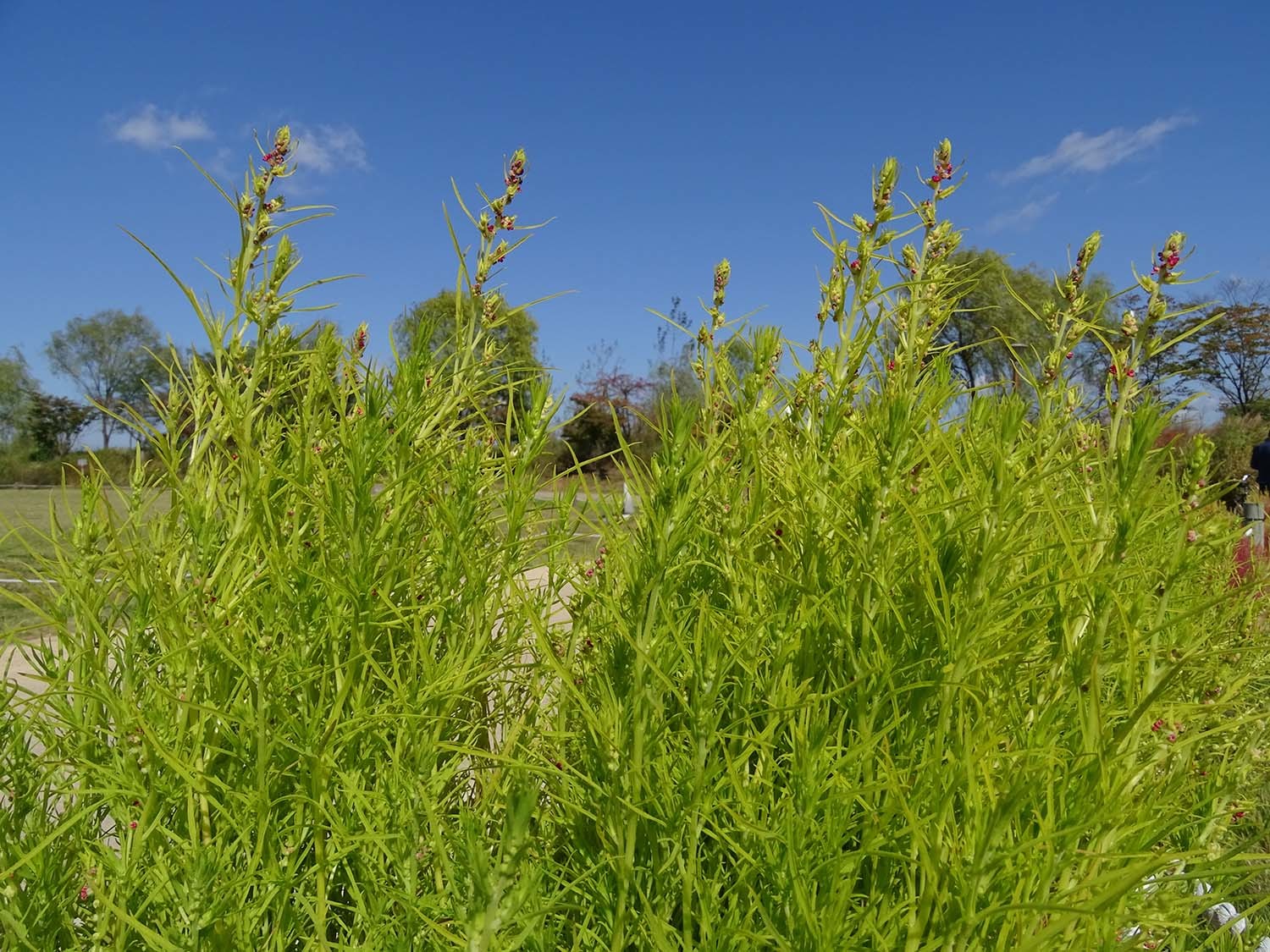 댑싸리 / 국립생물자원관