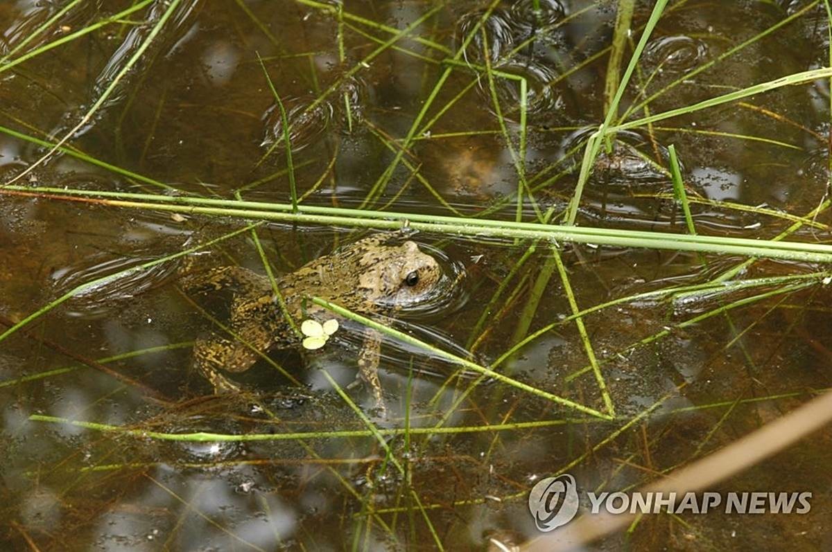 맹꽁이 / 연합뉴스, 서울시 제공