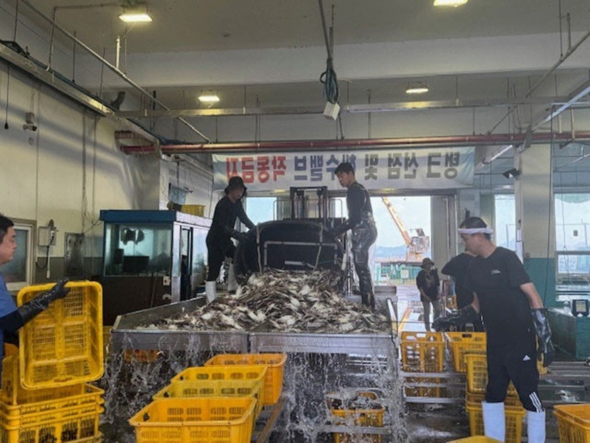 금어기 해제 첫날인 지난 21일, 꽃게 풍어 맞은 보령수협 위판장 / 보령시 제공