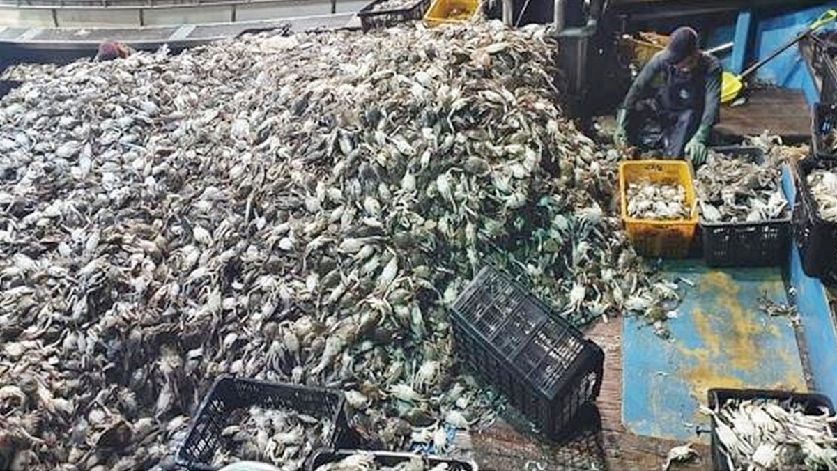 인천 연평도 꽃게 조업 현장 자료 사진 / 인천시 제공