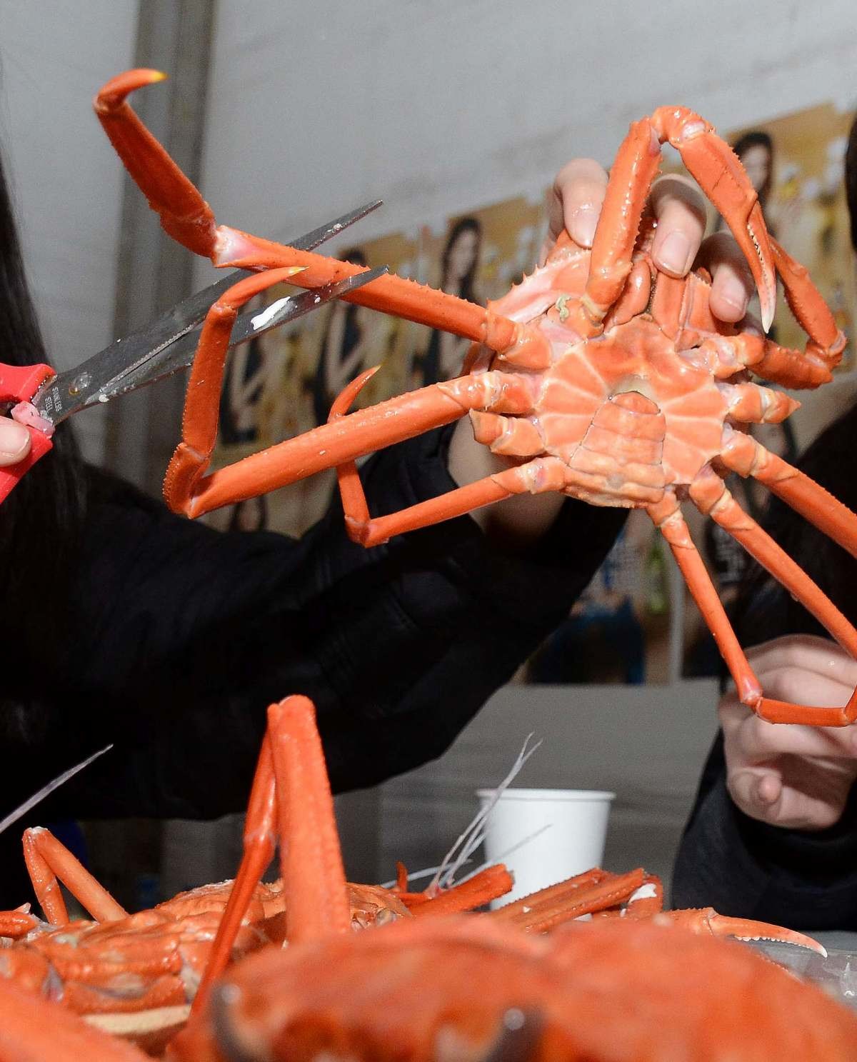 붉은 대게. 자료사진. / 뉴스1