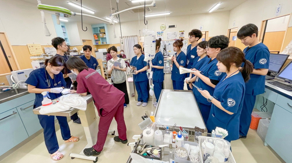 영진전문대 동물보건과 학생들이 동물종합의료센터 치바현에서 현장 실습에 참여하고 있다. / 영진전문대 제공