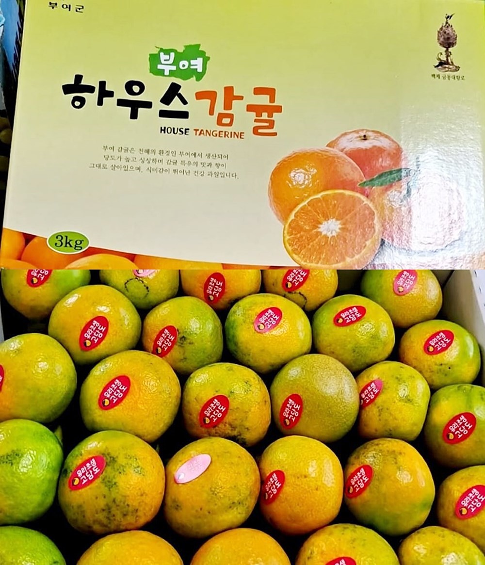 부여 감귤 모습. 제주에서 주로 재배되는 국민 과일 감귤이 중부지방인 부여에서도 재배되고 있어 관심을 받고 있다. 최근 기후변화로 인해 우리나라의 과일 재배 지형도에 큰 변화가 생기고 있다. / 유튜브 'KBS News'