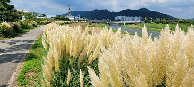 함평군 함평천 일대가 은빛 파도처럼 넘실대는 팜파스 꽃길로 관광객들을 사로잡고 있다. / 노해섭 기자