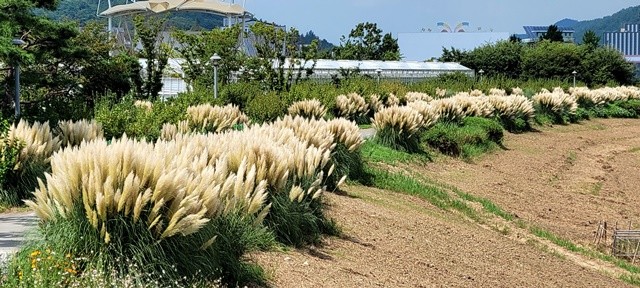 함평군 함평천 일대가 은빛 파도처럼 넘실대는 팜파스 꽃길로 관광객들을 사로잡고 있다. / 노해섭 기자