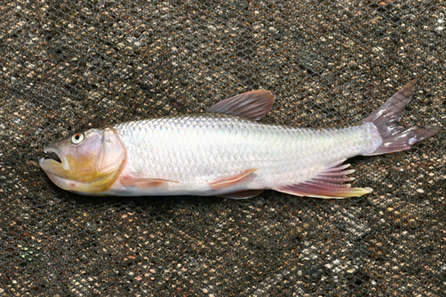 끄리 / 국립생물자원관