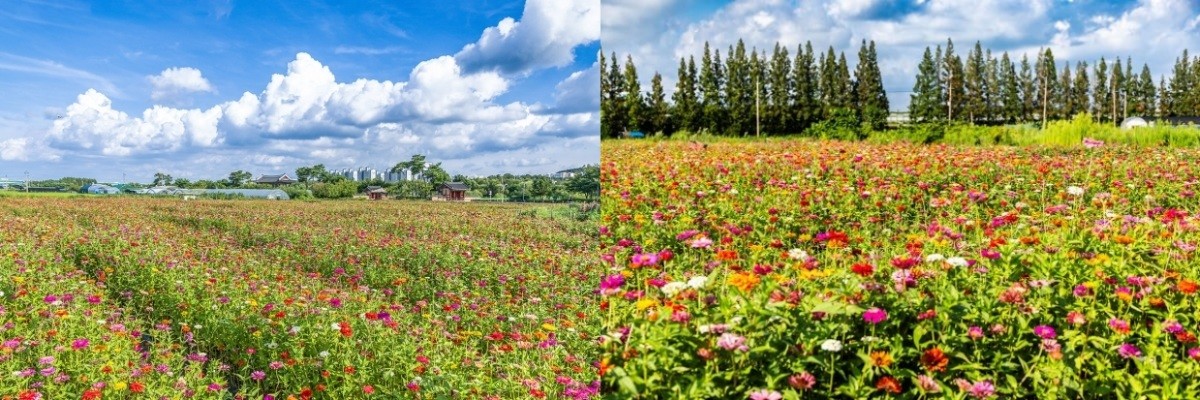 계양아라온 백일홍 꽃밭 / 계양구 제공