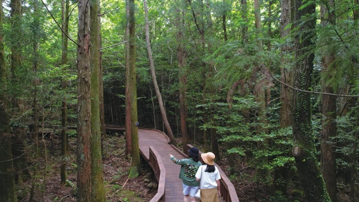 서귀포 치유의숲의 모습. / 서귀포시 제공