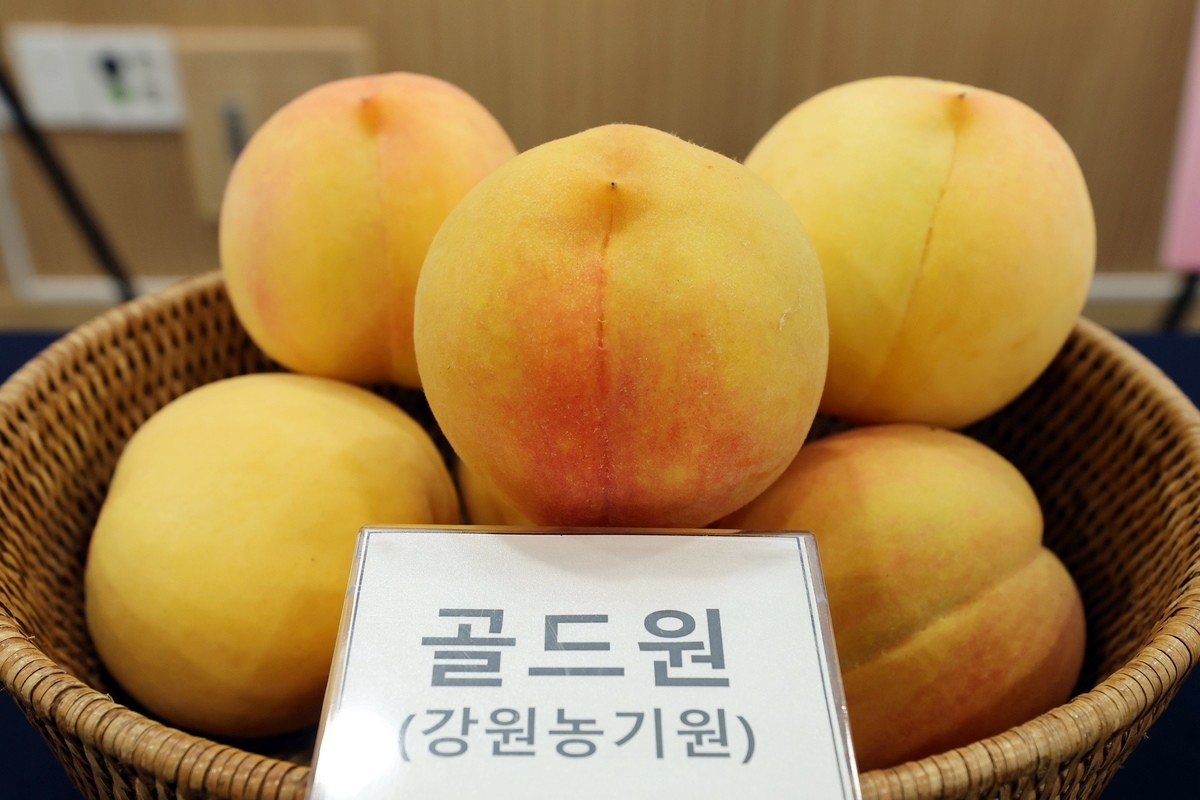 강원특별자치도농업기술원 개발 복숭아 신품종 '골드원' 모습. 8월 29일 첫선을 보인 강원 자체 육성 신품종 '골드원'은 8월 국립종자원에 품종보호 출원된 황도 복숭아다. 당도가 높고 과실이 크며 육질이 단단한 장점이 있다고 강원특별자치도농업기술원은 설명했다. / 강원특별자치도농업기술원 제공