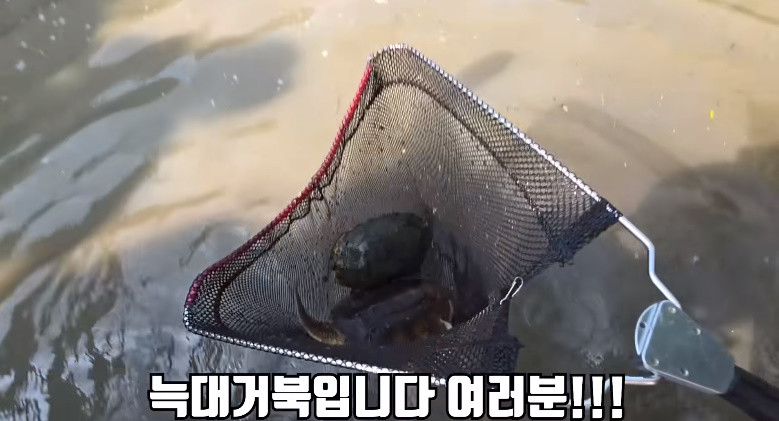 웅덩이에서 잡힌 늑대거북 / 유튜브 '헌터퐝'