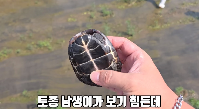 웅덩이에서 발견된 토종 남생이 / 유튜브 '헌터퐝'