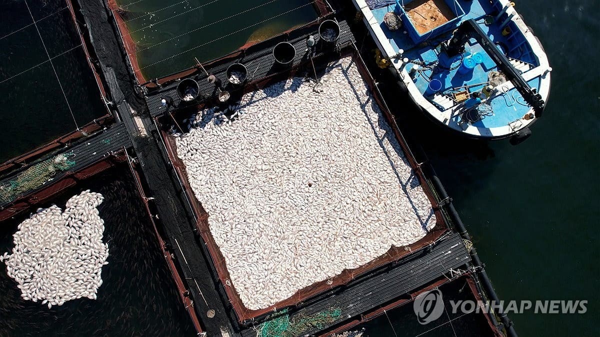29일 경남 남해군 미조면 미조로 해상 가두리 양식장에서 어민이 적조로 집단 폐사한 참돔을 수거하고 있다. / 독자 제공=연합뉴스