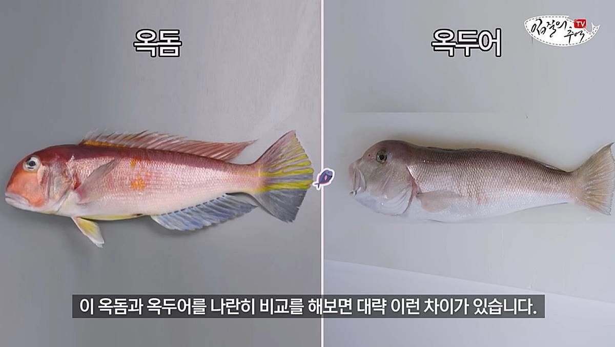 옥돔과 옥두어 차이 / 유튜브 '입질의추억TV jiminTV'
