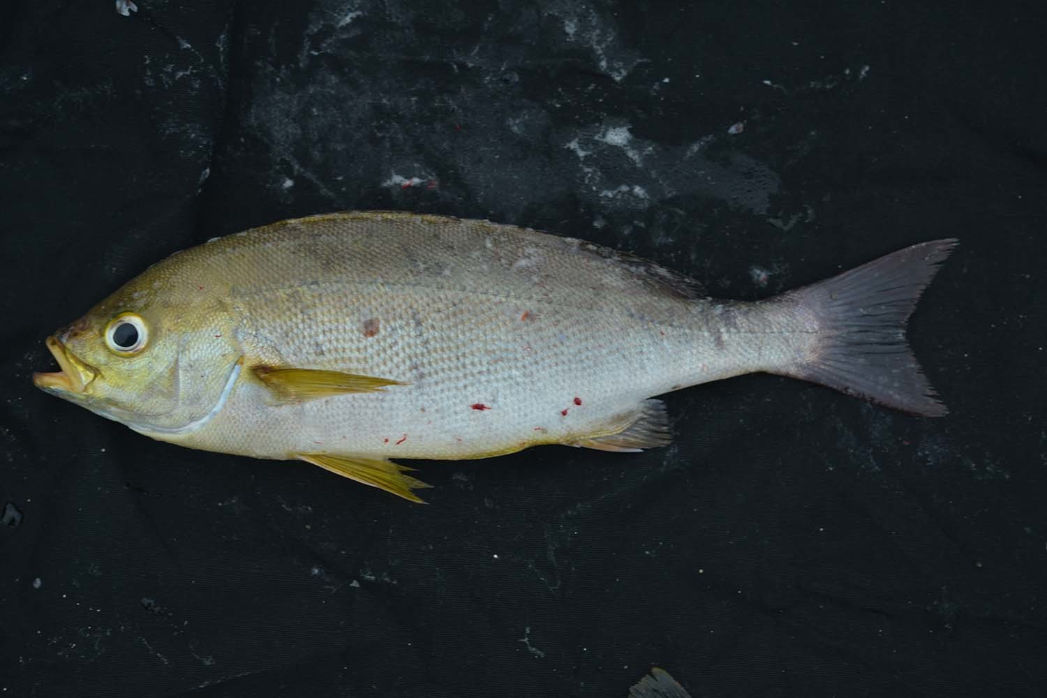 벤자리 / 국립생물자원관