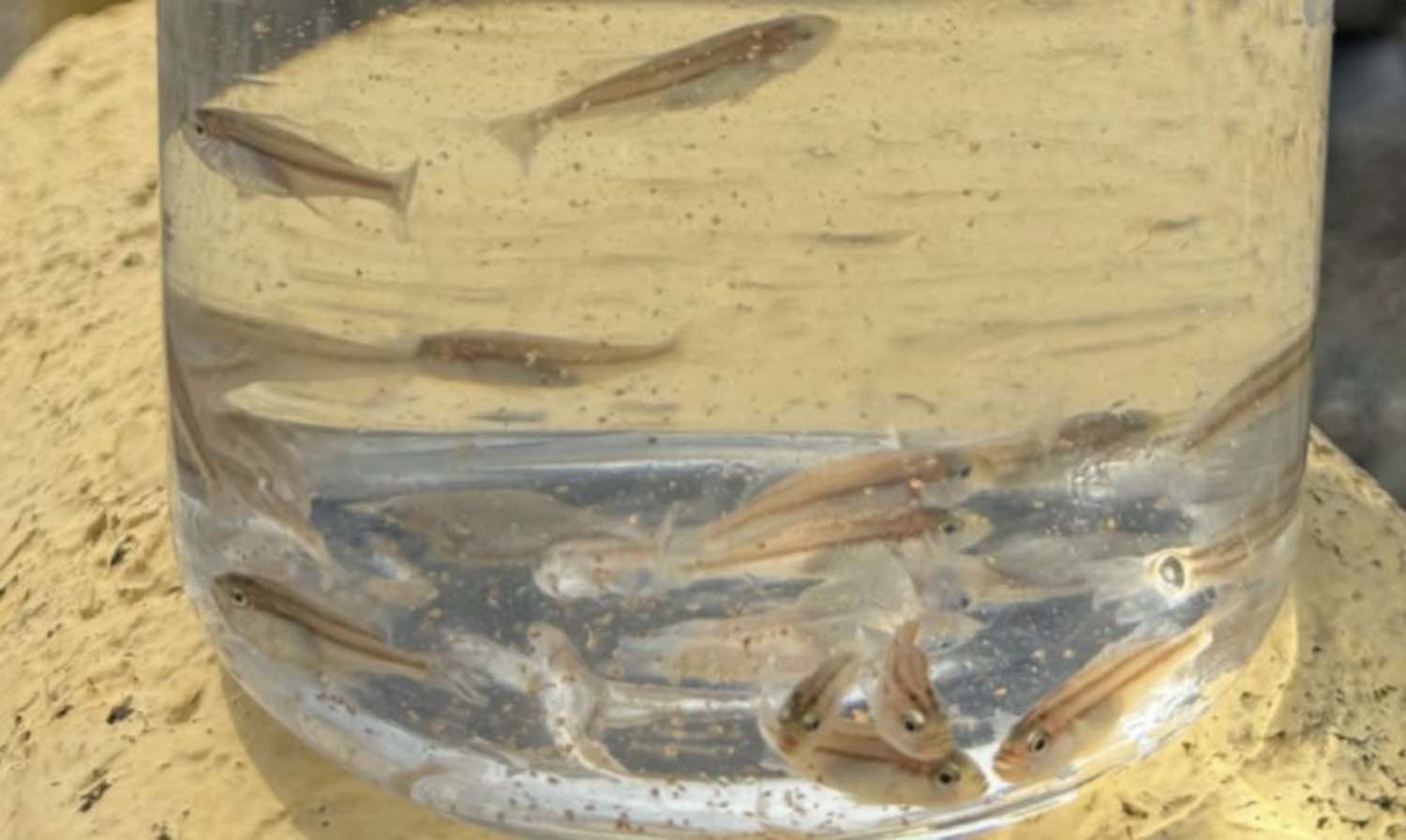 벤자리 치어 / 연합뉴스