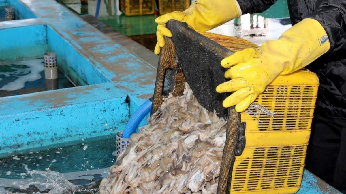 2018년 충남 태안군 남면 몽산포항에서 어민들이 잡아온 주꾸미를 위판장으로 옮기고 있다. (기사 속 내용과 직접적인 연관은 없음을 밝힙니다.) / 연합뉴스