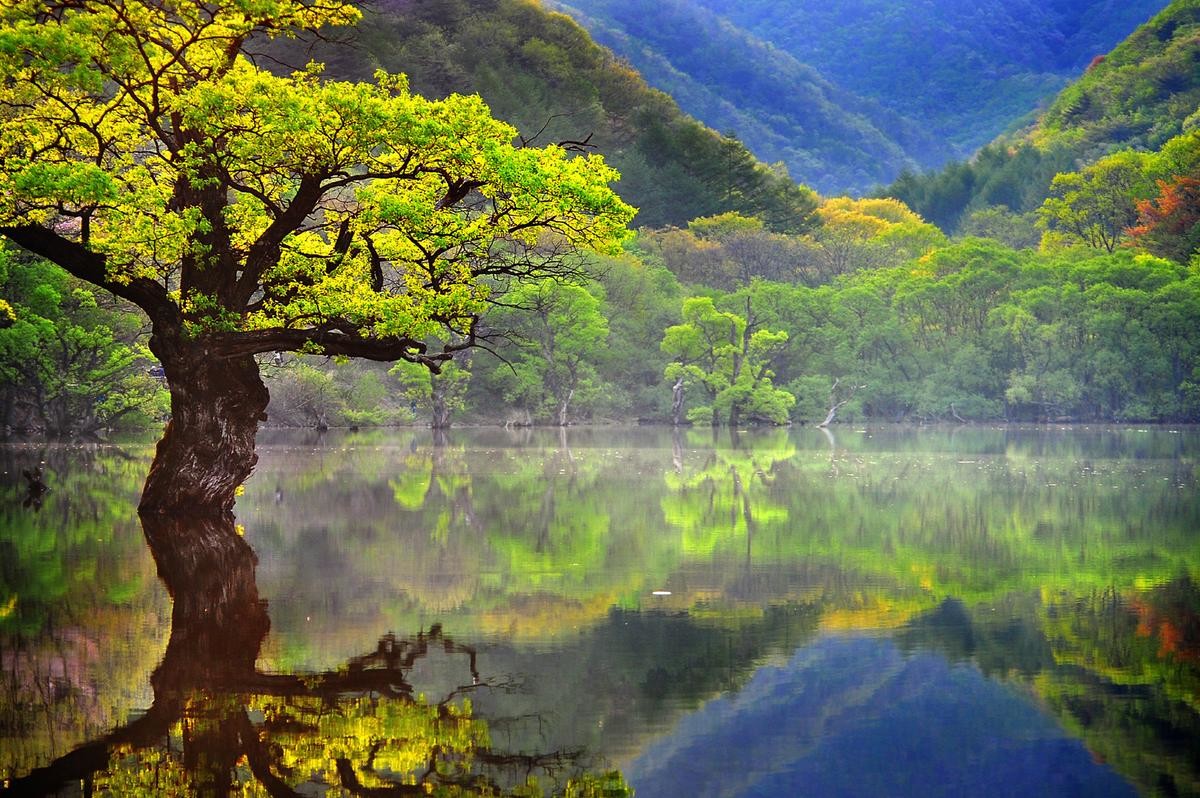 주산지 / 청송군 홈페이지 캡처
