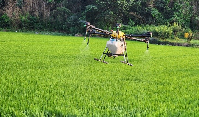 드론을 활용한 벼 병해충 항공방제 작업이 진행되고 있다.