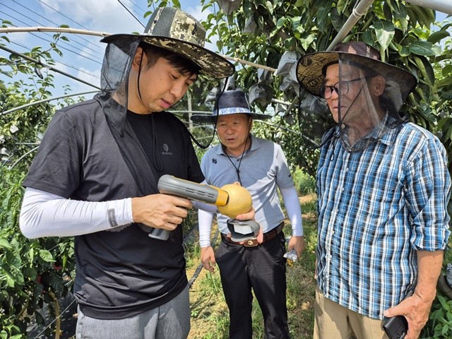 나주시가 고품질 나주배 생산을 위해 농가에 수확 시기를 알리고 적기 수확을 유도하고 있다. 사진은 배 농가에서 숙기 판정을 진행하고 있다.