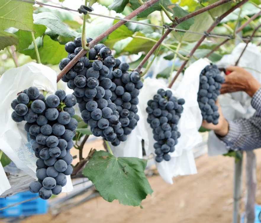 송산 포도. 자료사진. / 연합뉴스