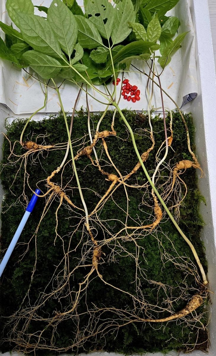 지리산에서 발견된 천종산삼 자료사진. / 한국전통심마니협회 제공-연합뉴스