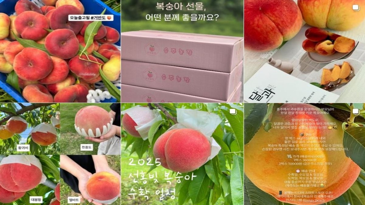 인스타그램 복숭아농장 관련 게시글 / 인스타그램 캡처