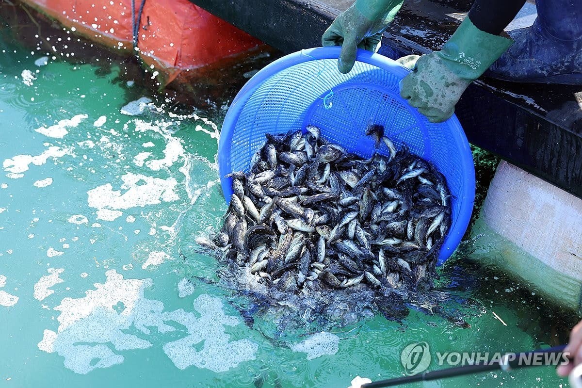 지난 7월 30일 오전 전남 여수 가막만 한 가두리양식장에서 작업자들이 치어를 방류하고 있다. / 연합뉴스
