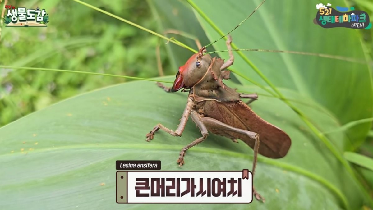 유튜브 'TV생물도감'에 출연한 '큰머리가시여치'의 모습. / 유튜브 '생물도감'