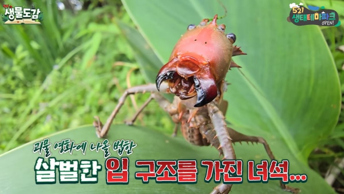유튜브 'TV생물도감'에 출연한 '큰머리가시여치'의 모습. / 유튜브 '생물도감'