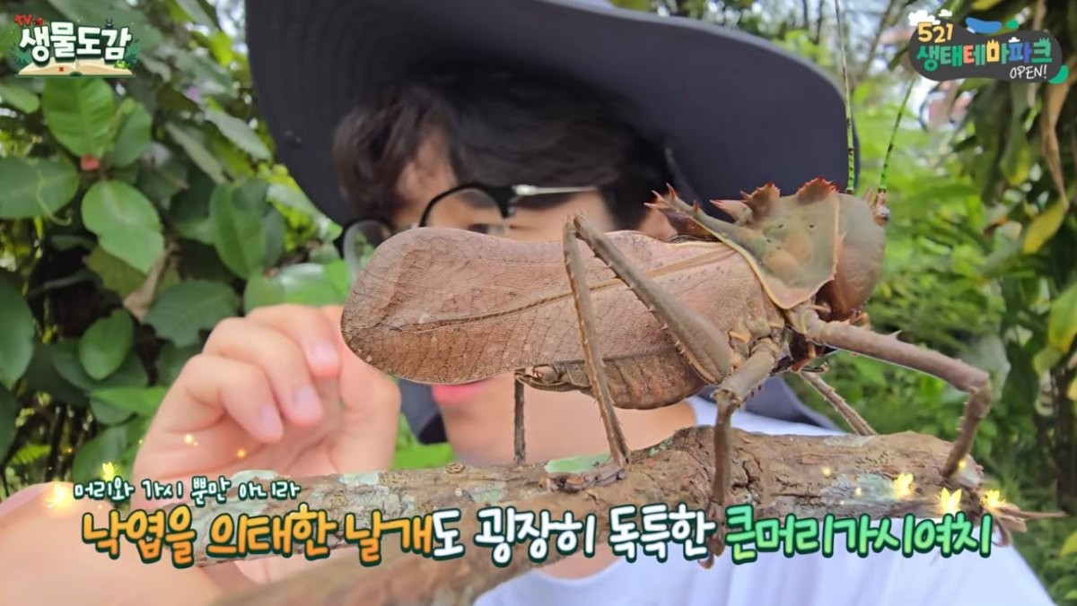유튜브 'TV생물도감'에 출연한 '큰머리가시여치'의 모습. / 유튜브 '생물도감'