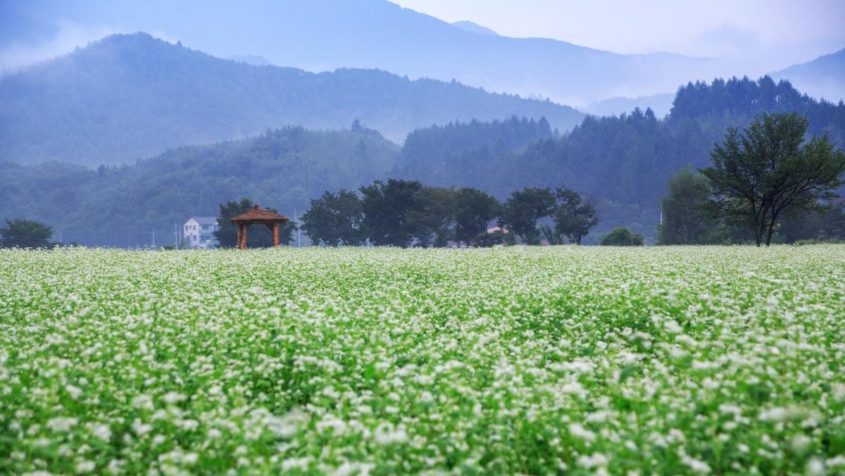 봉평 메밀꽃밭. / cstrike-shutterstock.com