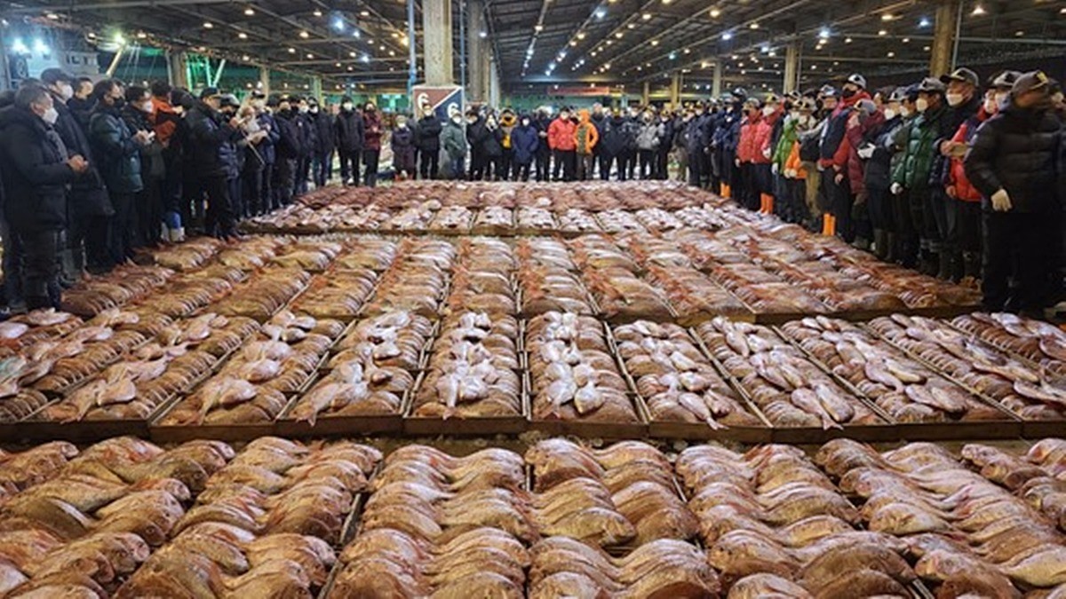 경매를 통해 위판되는 참돔 자료 사진 / 부산공동어시장 제공