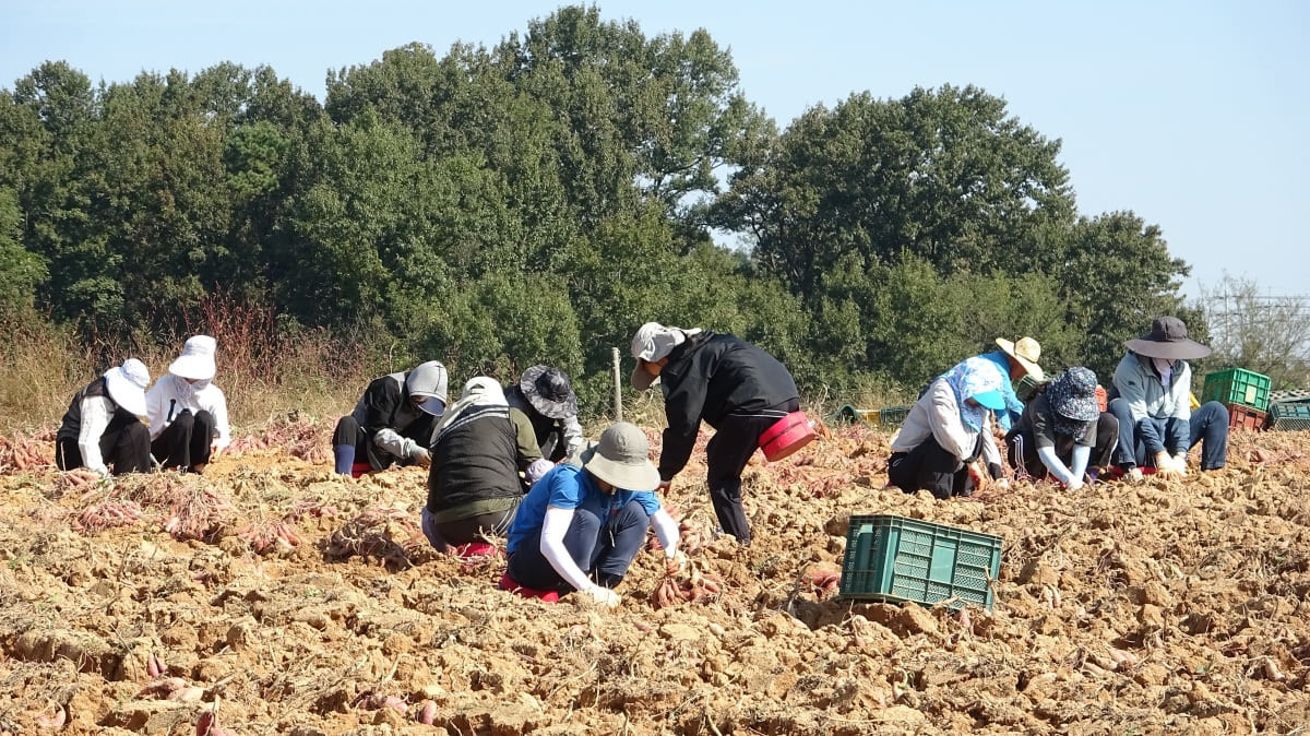 전북 익산 함열읍 소재의 고구마 재배 농가 / 농촌진흥청 제공