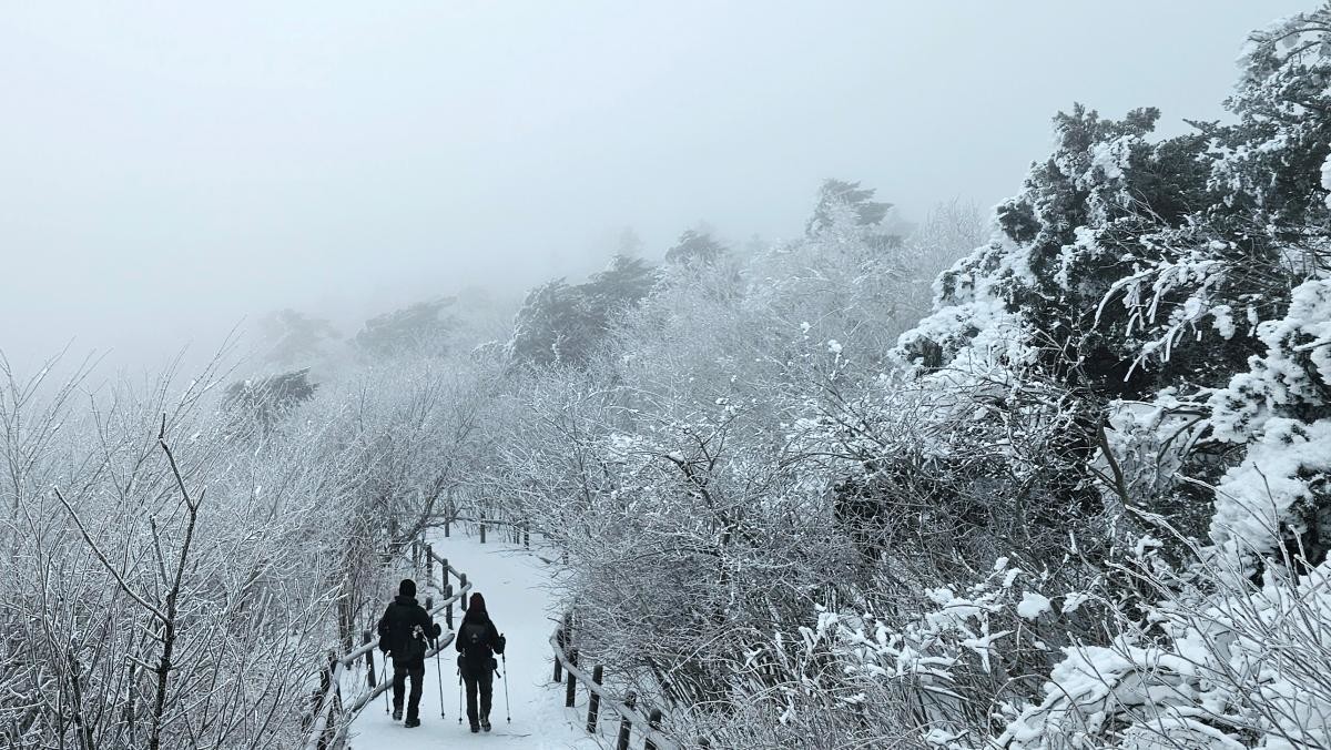 눈꽃 핀 강원 태백시 태백산국립공원 고지대 모습. / 연합뉴스