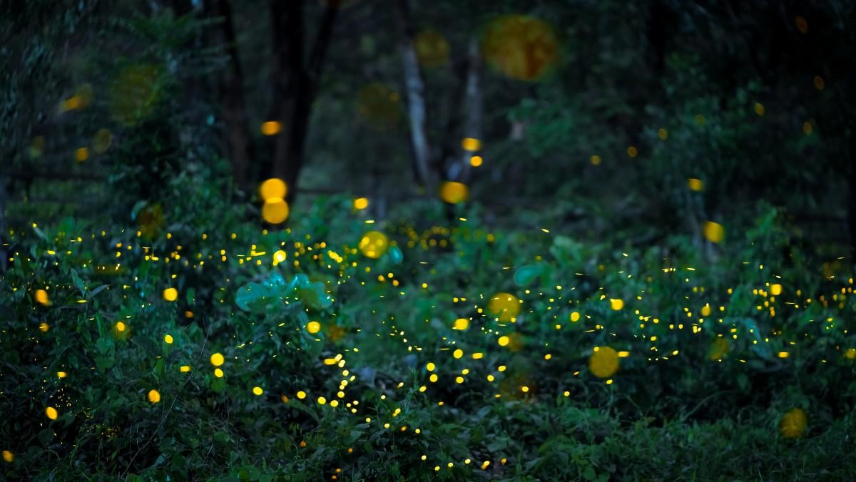 반딧불이. / WUT.ANUNAI-shutterstock.com