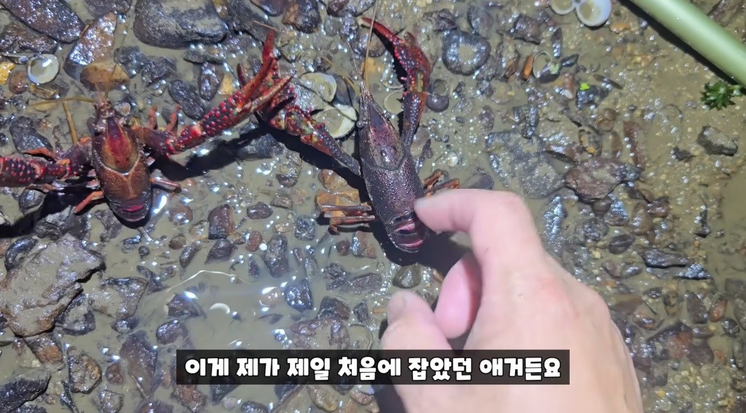 손바닥만한 크기의 미국가재 / 유튜브 '국가대표 쩔템'