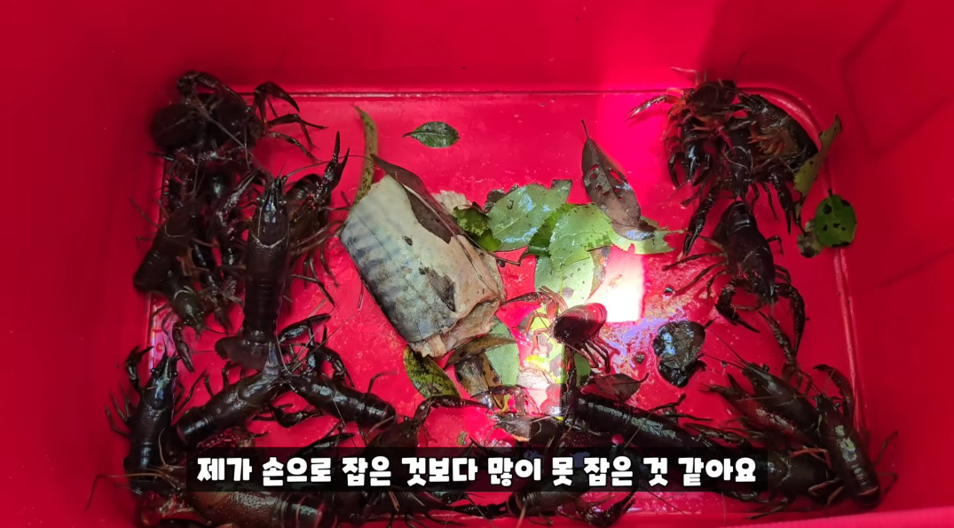 아파트 수로에서 포획한 생태계교란종 미국가재 / 유튜브 '국가대표 쩔템'
