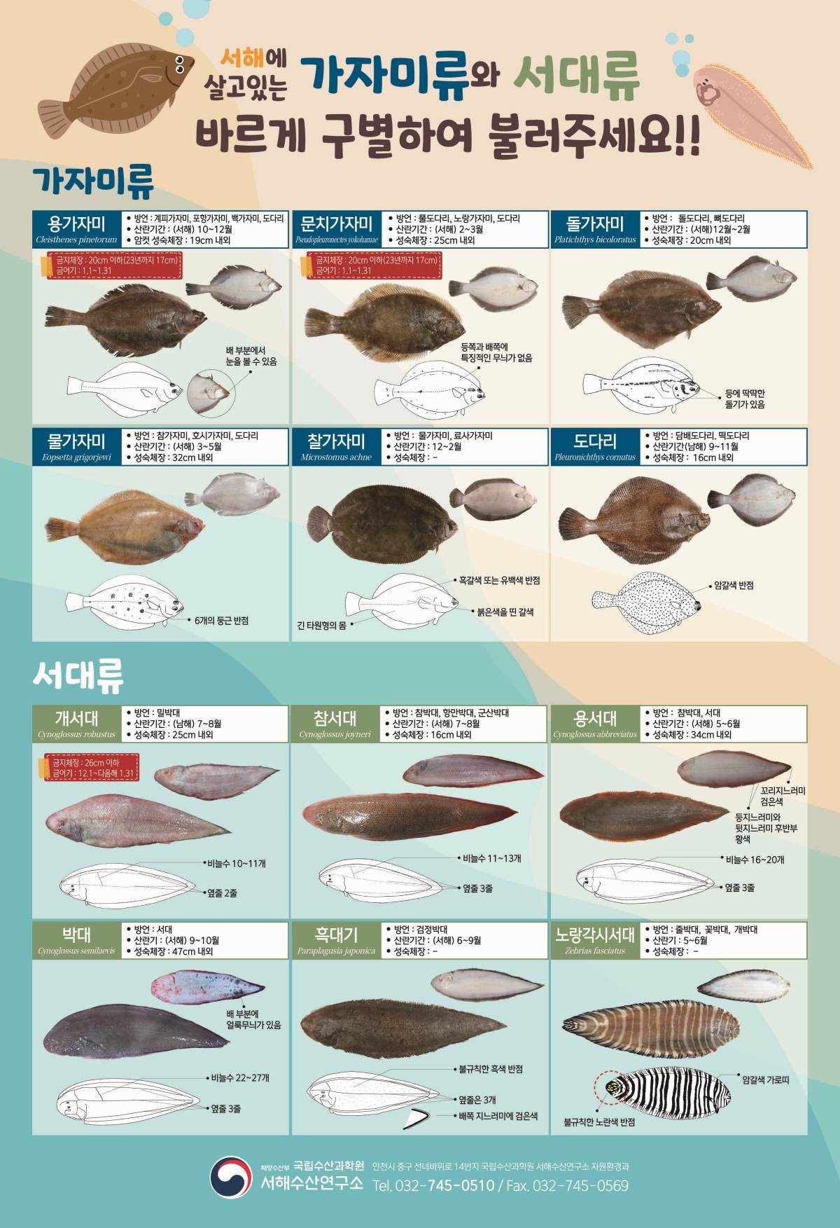 가자미류와 서대류 이렇게 구분! / 서해수산연구소