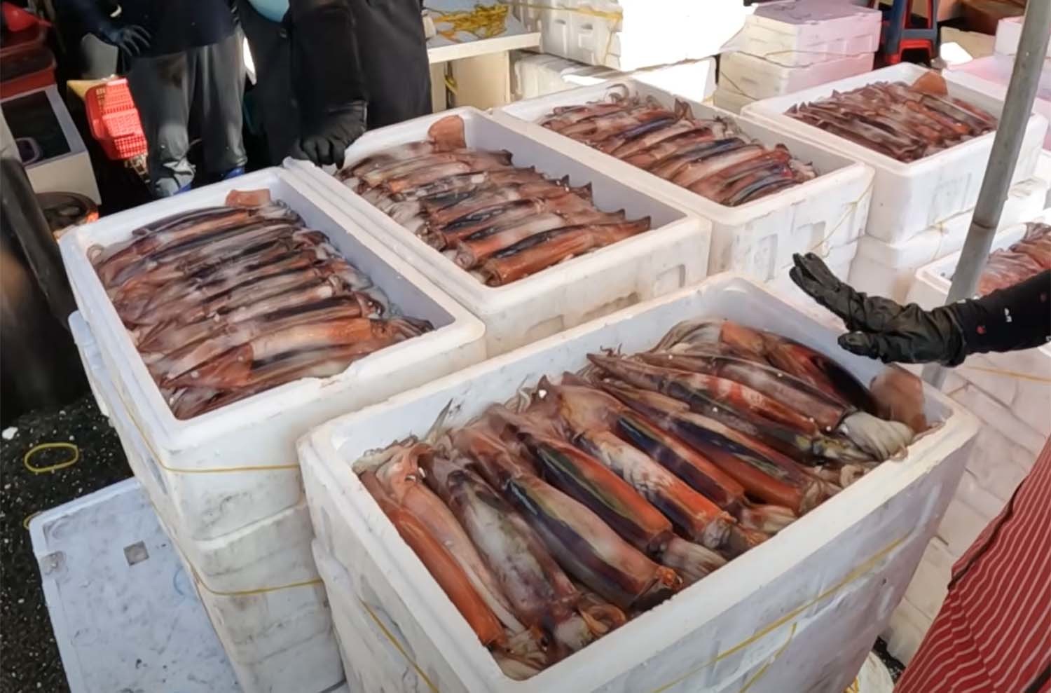 오징어 풍년으로 들썩이는 충남 신진항. / '주말남' 유튜브