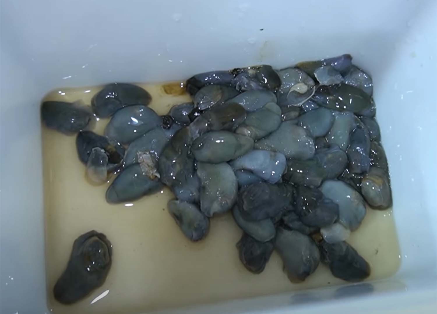 민챙이 / '헌터퐝' 유튜브