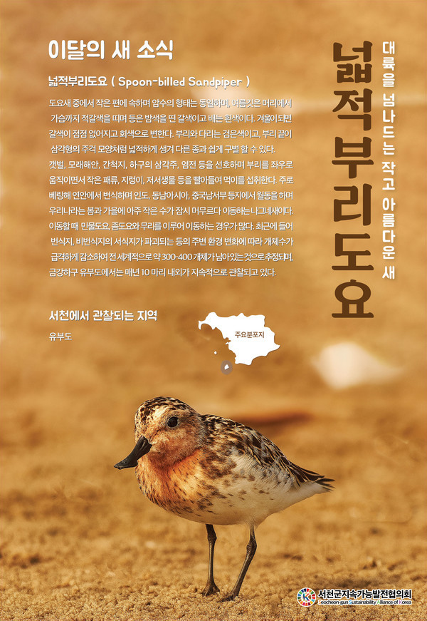 넓적부리도요 9월 '이달의 새' 선정 / 서천군지속가능발전협의회