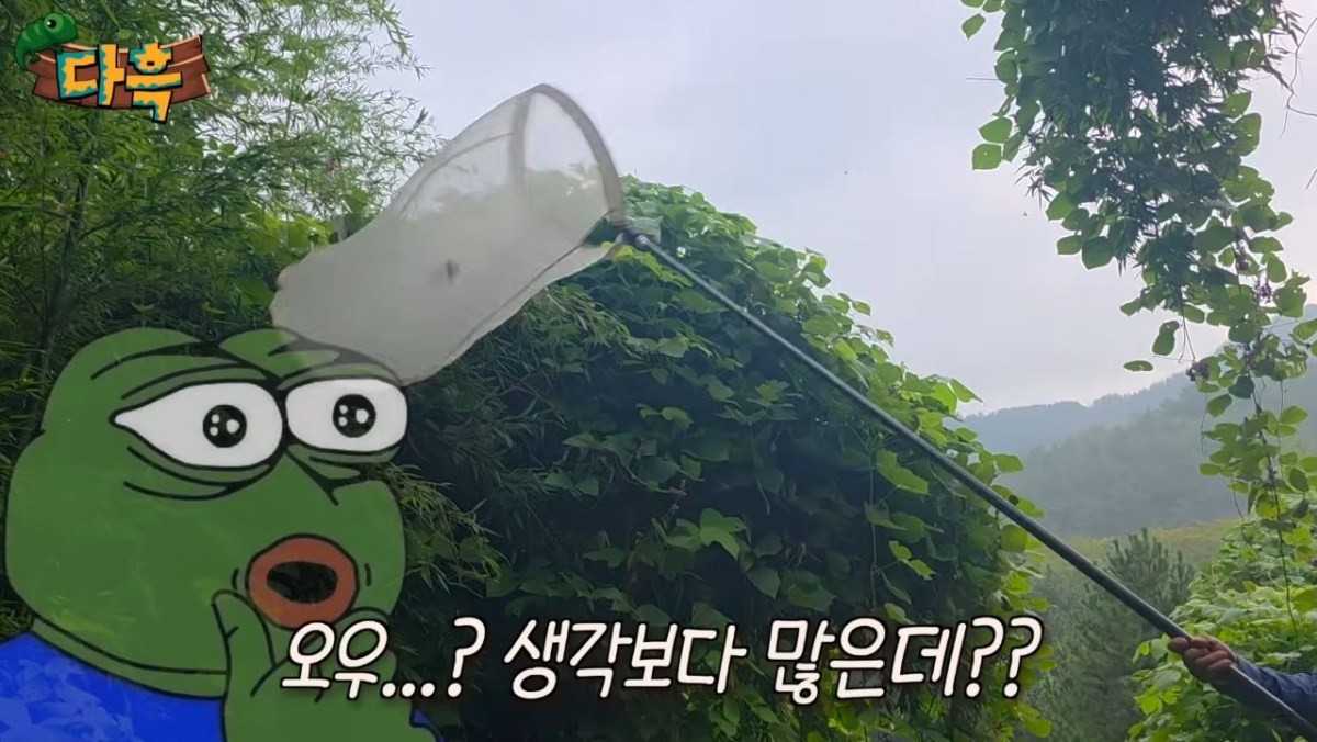 유튜브 채널 '다흑' 영상 일부. '검은눈그물나비' 관련 내용. / 유튜브 '다흑'
