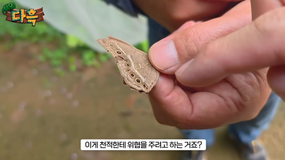 유튜브 채널 '다흑' 영상 일부. '검은눈그물나비' 관련 내용. / 유튜브 '다흑'