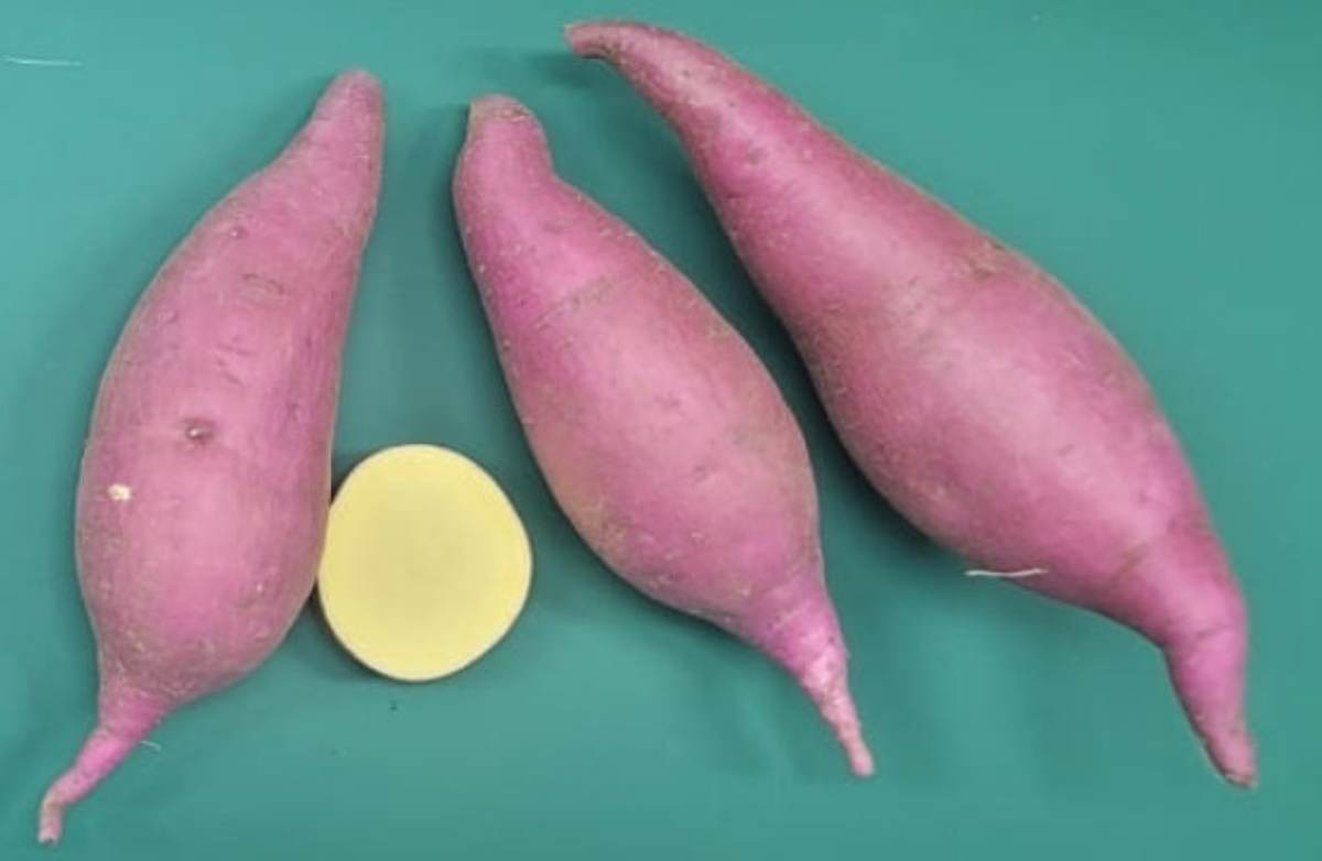 경남농업기술원이 개발한 고구마 신품종 진다미. / 경남농업기술원 제공