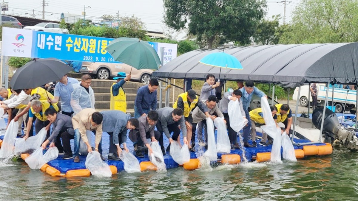 경기 평택시의 2023년 동자개 치어 방류 행사 모습. 기사 이해를 돕기 위한 자료 사진. 평택시는 토종 생태계 회복과 어업인 소득 증대를 위해 도비와 시비 5000여만 원을 들여 목요일인 오는 11일 평택호와 남양호에 동자개 치어 23만 3000여 마리를 방류할 계획이라고 6일 밝혔다. / 평택시 제공
